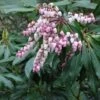 Andromède Du Japon - Pieris Pink Passion -Promos Jardin Bulbes Magasin pieris pink passion 83571 1