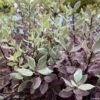 Pittosporum Tenuifolium Bannow Bay -Promos Jardin Bulbes Magasin pittosporum bannow bay IF 15354 1
