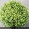 Pittosporum Tenuifolium Midget -Promos Jardin Bulbes Magasin pittosporum tenuifolium midget 15119 1