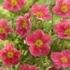 Potentilla Fruticosa Danny Boy - Potentille Arbustive à Fleurs Simples Rose Framboise 1 Potentilla Fruticosa Danny Boy - Potentille Arbustive à Fleurs Simples Rose Framboise -Promos Jardin Bulbes Magasin potentilla danny boy copyright plantipp 2