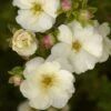 Potentille Arbustive - Potentilla Fruticosa Double Punch Cream -Promos Jardin Bulbes Magasin potentilla fruticosa double punch cream 100806 1