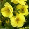 Potentille Arbustive - Potentilla Fruticosa Double Punch Gold -Promos Jardin Bulbes Magasin potentilla fruticosa double punch gold 100807 1
