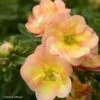 Potentille Arbustive - Potentilla Fruticosa Double Punch Peach -Promos Jardin Bulbes Magasin potentilla fruticosa double punch peach 100809 1