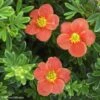 Potentille Arbustive - Potentilla Fruticosa Red'issima -Promos Jardin Bulbes Magasin potentilla fruticosa red issima 100815 1