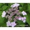 Hortensia Serrata Princesse Eugénie -Promos Jardin Bulbes Magasin princesse eugenie
