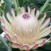 Protea Susara - Protée Hybride -Promos Jardin Bulbes Magasin protea susara 83443 2