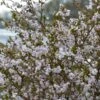 Cerisier à Fleurs Nain Du Japon - Prunus Incisa Kojo No Mai -Promos Jardin Bulbes Magasin prunus incisa kojo no mai 7930 1