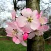 Cerisier à Fleurs Du Japon Nain - Prunus Incisa Paean -Promos Jardin Bulbes Magasin prunus incisa paean 84222 1