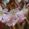 Cerisier à Fleurs - Prunus Pandora -Promos Jardin Bulbes Magasin prunus pandora arbustes 100172 1