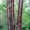 Prunus Serrula Branklyn - Cerisier Du Tibet -Promos Jardin Bulbes Magasin prunus serrula branklyn 84400 1