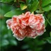 Grenadier à Fleurs - Punica Granatum California Sunset -Promos Jardin Bulbes Magasin punica granatum madame legrelliae 2