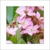 Rhaphiolepis Pink Cloud -Promos Jardin Bulbes Magasin rhaphiolepis pink cloud 86457 1