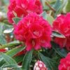 Rhododendron Arboreum Rouge - Grand Rhododendron 2 Rhododendron Arboreum Rouge - Grand Rhododendron -Promos Jardin Bulbes Magasin rhododendron arboreum rubrum 80474 1