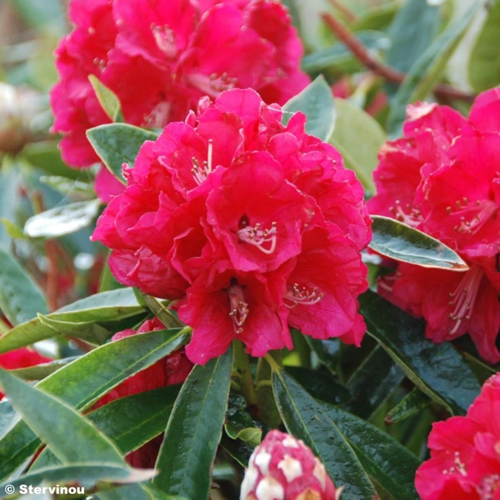 Rhododendron Arboreum Rouge - Grand Rhododendron 3 Rhododendron Arboreum Rouge - Grand Rhododendron
