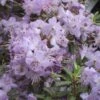 Rhododendron Blue Silver - Rhododendron Nain -Promos Jardin Bulbes Magasin rhododendron blue silver 781705 1 1