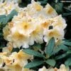 Rhododendron Champagne - Grand Rhododendron -Promos Jardin Bulbes Magasin rhododendron champagne 781706 1