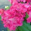 Rhododendron Germania - Grand Rhododendron -Promos Jardin Bulbes Magasin rhododendron germania grand rhododendron 84257 1