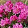 Rhododendron Graziella - Grand Rhododendron -Promos Jardin Bulbes Magasin rhododendron graziella 781740 1