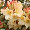 Rhododendron Horizon Monarch - Grand Rhododendron -Promos Jardin Bulbes Magasin rhododendron horizon monarch 80478 1