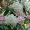 Rhododendron Loderi King George -Promos Jardin Bulbes Magasin rhododendron loderi king george 83665 1