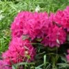Rhododendron Marie Forte (Madame Fortier) - Grand Rhododendron -Promos Jardin Bulbes Magasin rhododendron marie forte 84265 1