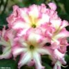 Rhododendron Melrose Flash - Grand Rhododendron -Promos Jardin Bulbes Magasin rhododendron melrose flash 781743 1