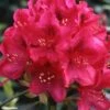 Rhododendron Nova Zembla - Grand Rhododendron -Promos Jardin Bulbes Magasin rhododendron nova zembla 781747 1