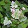 Rubus Microphyllus Variegatus - Ronce D'ornement Panachée -Promos Jardin Bulbes Magasin rubus microphyllus variegatus v 19364 1