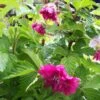 Rubus Spectabilis Olympic Double (Flore Pleno) - Ronce D'ornement -Promos Jardin Bulbes Magasin rubus spectabilis olympic double 85532 4