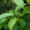 Salix Fargesii - Saule De Farges -Promos Jardin Bulbes Magasin salix fargesii 86438 1