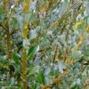 Salix (x) Tetrapla - Saule -Promos Jardin Bulbes Magasin salix tetrapla 100853 1