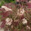 Sambucus Nigra Serenade - Sureau Noir -Promos Jardin Bulbes Magasin sambucus nigra serenade 84312 1