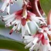 Sarcococca Winter Gem -Promos Jardin Bulbes Magasin sarcococca winter gem 83551 3 3