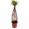 Saule à Bois Brun Tressé - Forme Hélice -Promos Jardin Bulbes Magasin saule a bois brun tresse forme helice 86476 1
