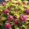 Spirée Japonaise Double Play Gold - Spiraea Japonica -Promos Jardin Bulbes Magasin spiraea japonica double play gold 85233 1