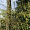 Stachyurus Chinensis Celina -Promos Jardin Bulbes Magasin stachyurus chinensis celina 9601 1