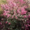 Symphorine, Symphoricarpos Doorenbosii Magical Candy -Promos Jardin Bulbes Magasin symphoricarpos doorenbosii magical candy 7970 6