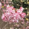 Viorne D'hiver - Viburnum Bodnantense Dawn -Promos Jardin Bulbes Magasin viburnum bodnantense dawn 7629 5