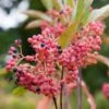 Viorne - Viburnum Nudum Pink Beauty -Promos Jardin Bulbes Magasin viburnum nudum pink beauty 84379 3