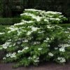 Viorne De Chine - Viburnum Plicatum Mariesii -Promos Jardin Bulbes Magasin viburnum plicatum mariesii 84382 1