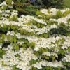 Viorne De Chine - Viburnum Plicatum Mariesii Great Star -Promos Jardin Bulbes Magasin viburnum plicatum mariesii great star 7872 5