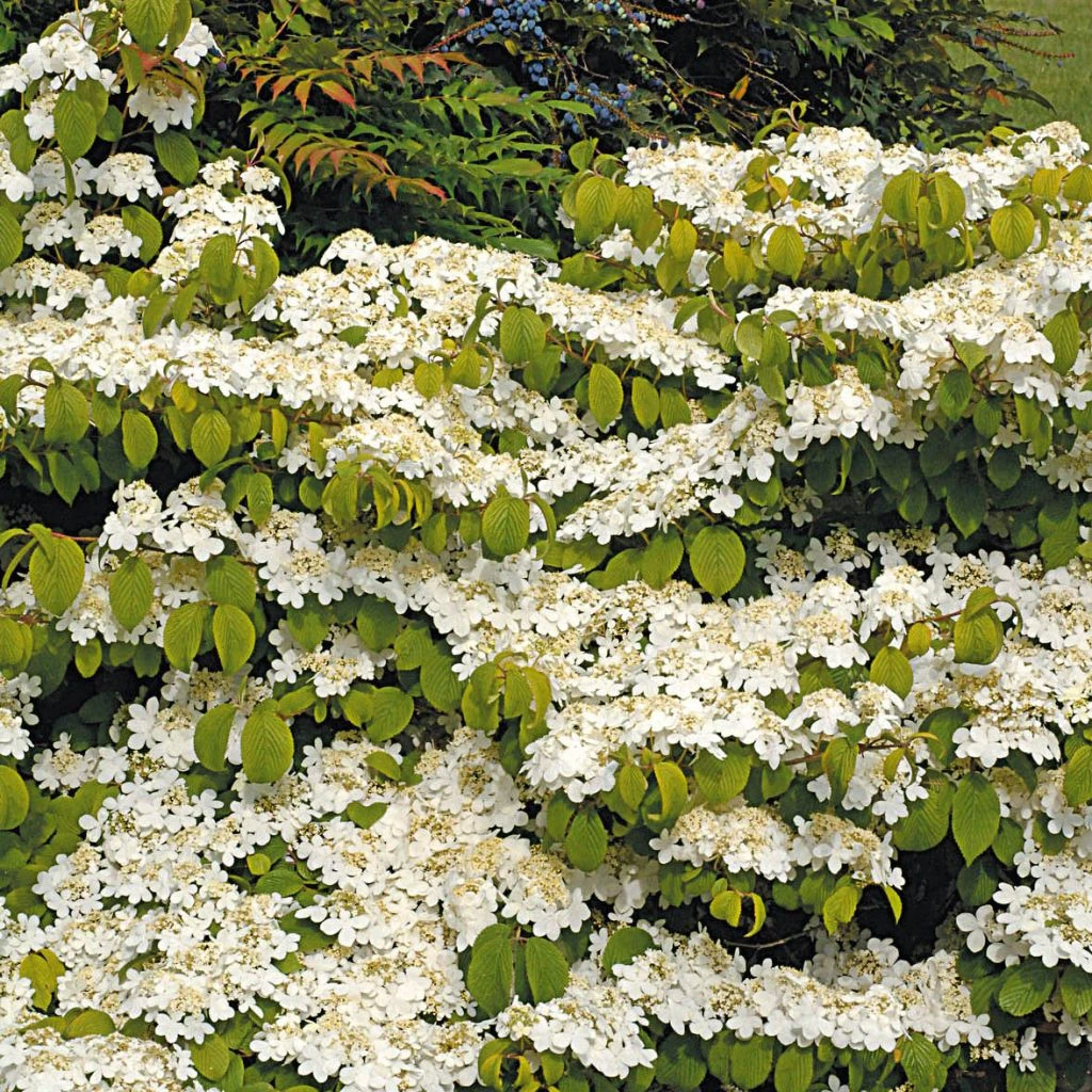 Viorne De Chine - Viburnum Plicatum Mariesii Great Star 3 Viorne De Chine - Viburnum Plicatum Mariesii Great Star