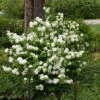 Viorne - Viburnum Plicatum Opening Day -Promos Jardin Bulbes Magasin viburnum plicatum opening day 87408 2