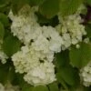 Viorne - Viburnum Plicatum Popcorn 2 Viorne - Viburnum Plicatum Popcorn -Promos Jardin Bulbes Magasin viburnum plicatum popcorn 7961 5