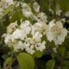 Viorne De Chine - Viburnum Plicatum Shasta -Promos Jardin Bulbes Magasin viburnum plicatum shasta 84383 1