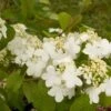 Viorne - Viburnum Plicatum Summer Snow Flake -Promos Jardin Bulbes Magasin viburnum plicatum summer snow flake 7518 1