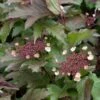 Viburnum Sargentii Onondaga - Viorne -Promos Jardin Bulbes Magasin viburnum sargentii onondaga 7960 1