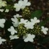 Viorne - Viburnum Plicatum Watanabe -Promos Jardin Bulbes Magasin viorne viburnum plicatum watanabe PC douce 1