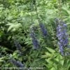Vitex Agnus-castus Blue Didley® - Gattilier 1 Vitex Agnus-castus Blue Didley® - Gattilier -Promos Jardin Bulbes Magasin vitex agnus castus blue didley 85467 1