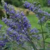 Vitex Agnus-castus Delta Blues - Gattilier -Promos Jardin Bulbes Magasin vitex agnus castus delta blues 81424 1